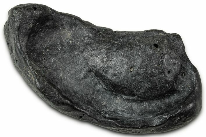 Fossil Whale Ear Bone - South Carolina #346977